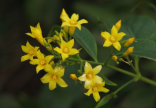 这样吃“毒上加毒”！4人抢救，全身血液净化了3次！医生紧急提醒休闲区蓝鸢梦想 - Www.slyday.coM