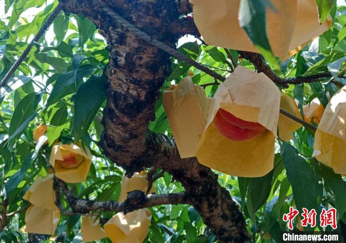 走进桃林,满眼都是套着袋子的水蜜桃.(资料图) 孙权 摄