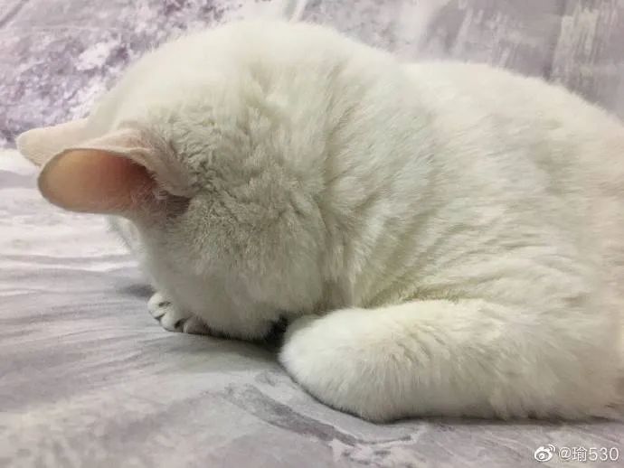 猫猫双手抱头埋脸睡觉可太戳我了