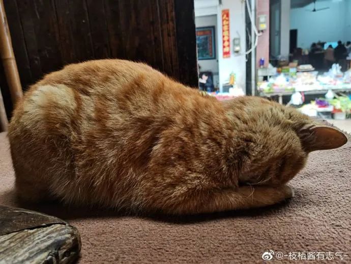 猫猫双手抱头埋脸睡觉可太戳我了