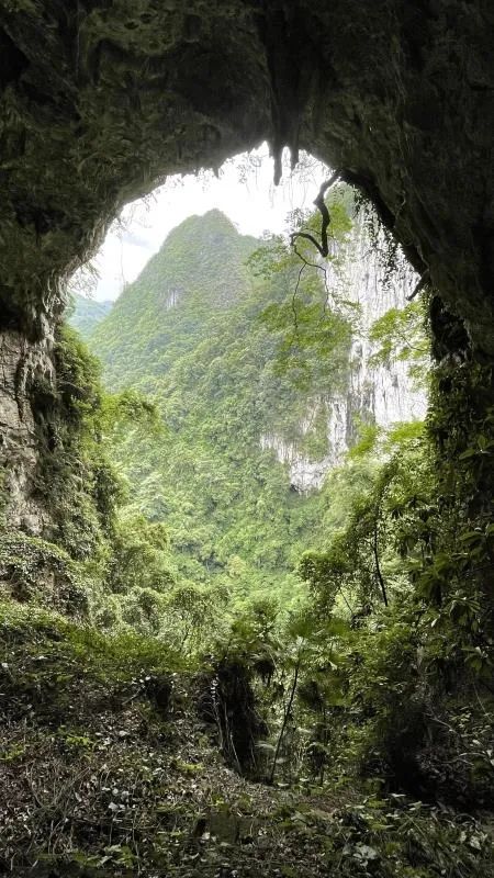 天坑绝壁的古老洞穴，洞口宽52米，高45米。