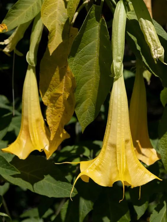 这样吃“毒上加毒”！4人抢救，全身血液净化了3次！医生紧急提醒休闲区蓝鸢梦想 - Www.slyday.coM