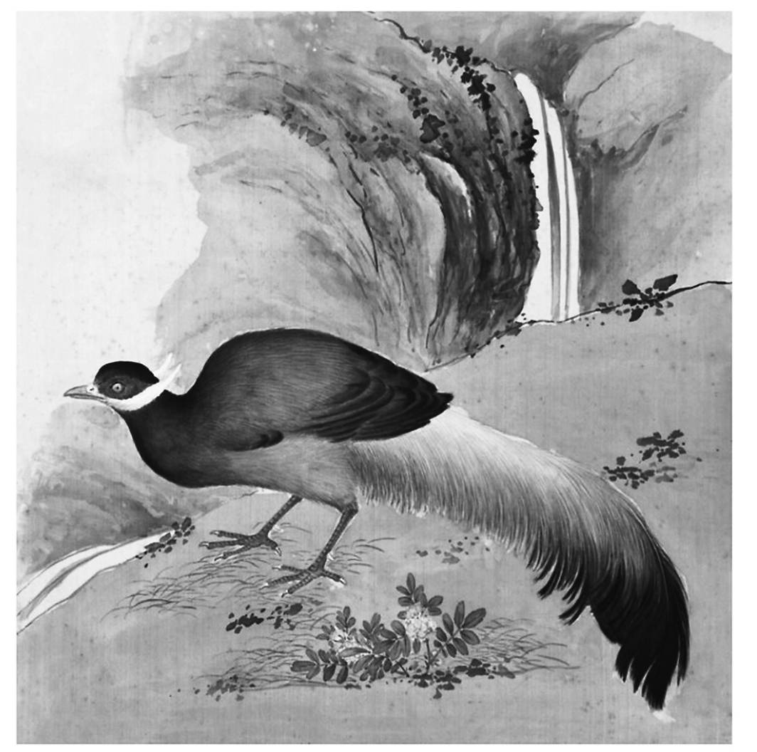 古人所说的火鸡，到底什么样？这本书提供了最直观的依据休闲区蓝鸢梦想 - Www.slyday.coM