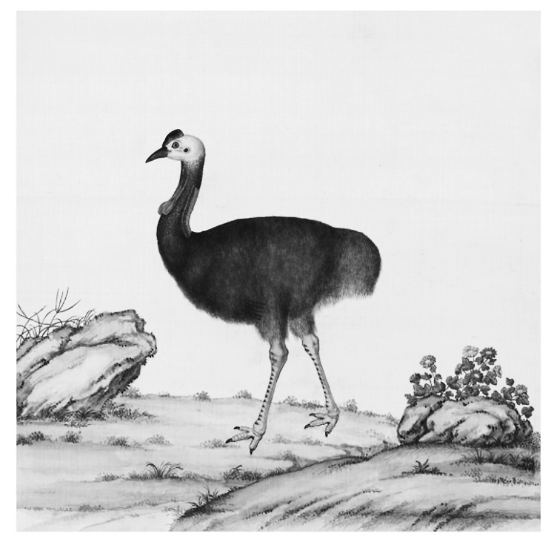 古人所说的火鸡，到底什么样？这本书提供了最直观的依据休闲区蓝鸢梦想 - Www.slyday.coM