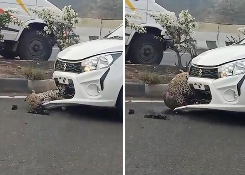 印媒：一只豹子在高速公路上被撞，卡在汽车前保险杠上休闲区蓝鸢梦想 - Www.slyday.coM