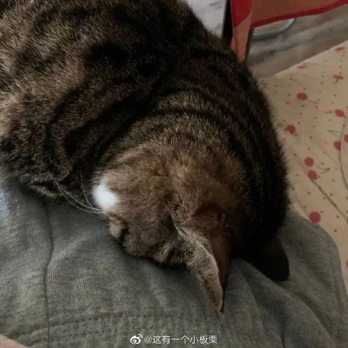 猫猫双手抱头埋脸睡觉可太戳我了