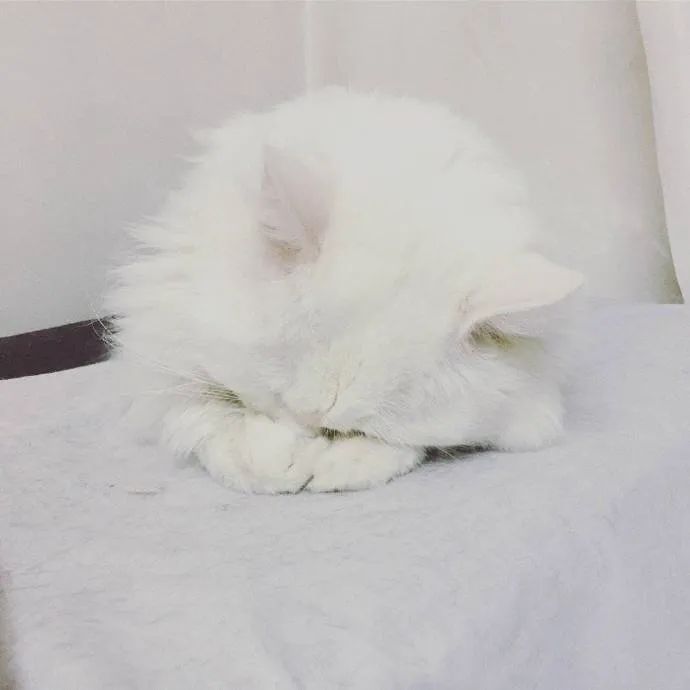 猫猫双手抱头埋脸睡觉可太戳我了