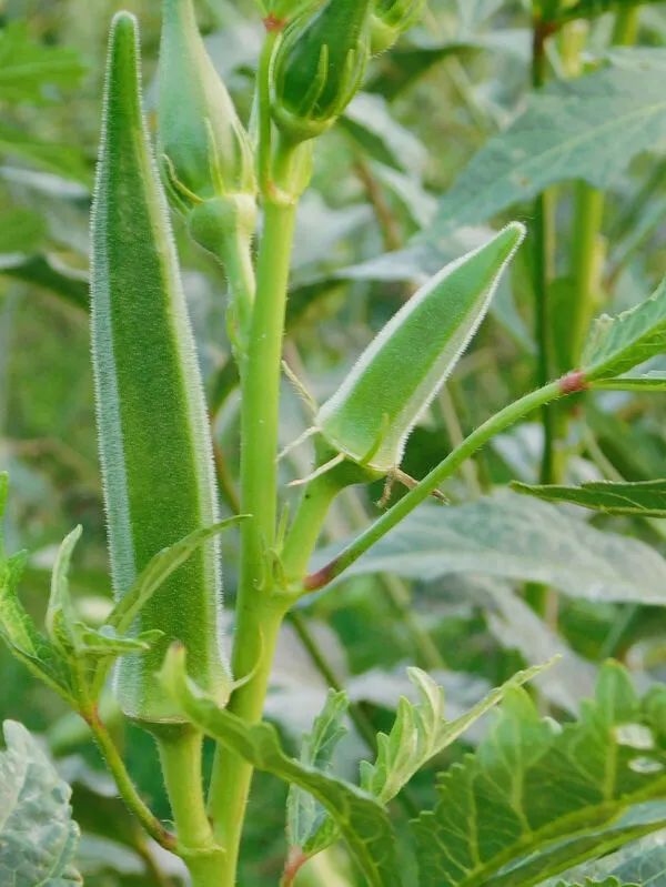 这样吃“毒上加毒”！4人抢救，全身血液净化了3次！医生紧急提醒休闲区蓝鸢梦想 - Www.slyday.coM