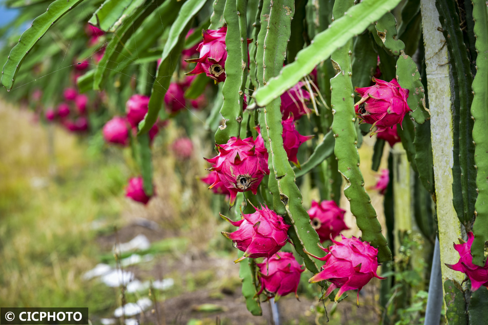 摄↑2022年6月21日,在广东省阳春市三甲镇罗村火龙果种植基地,村民在
