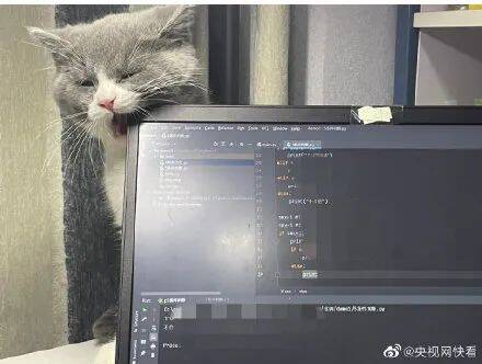 午FUN｜女生把猫写进毕业论文致谢，导师给小猫咪写毕业赠言！休闲区蓝鸢梦想 - Www.slyday.coM