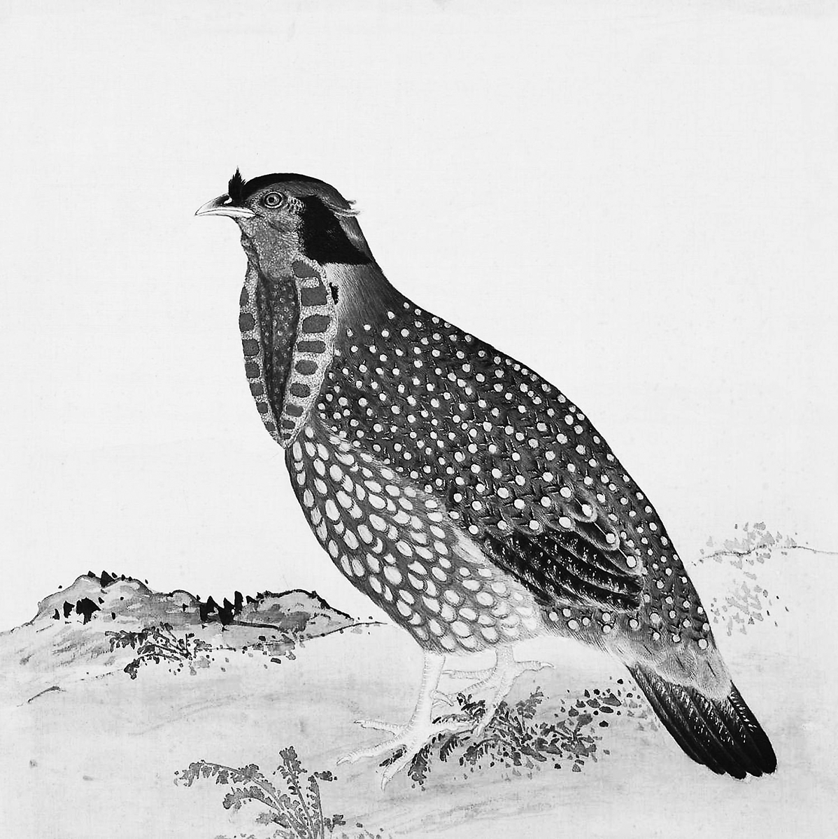 古人所说的火鸡，到底什么样？这本书提供了最直观的依据休闲区蓝鸢梦想 - Www.slyday.coM