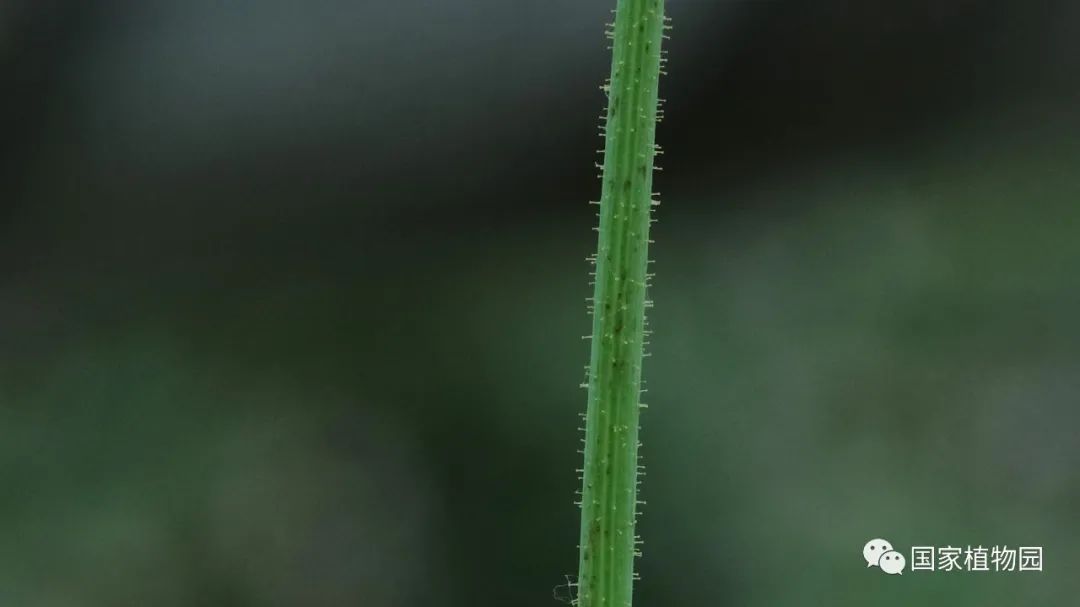 发现国家植物园之美夏日菊科植物野花篇