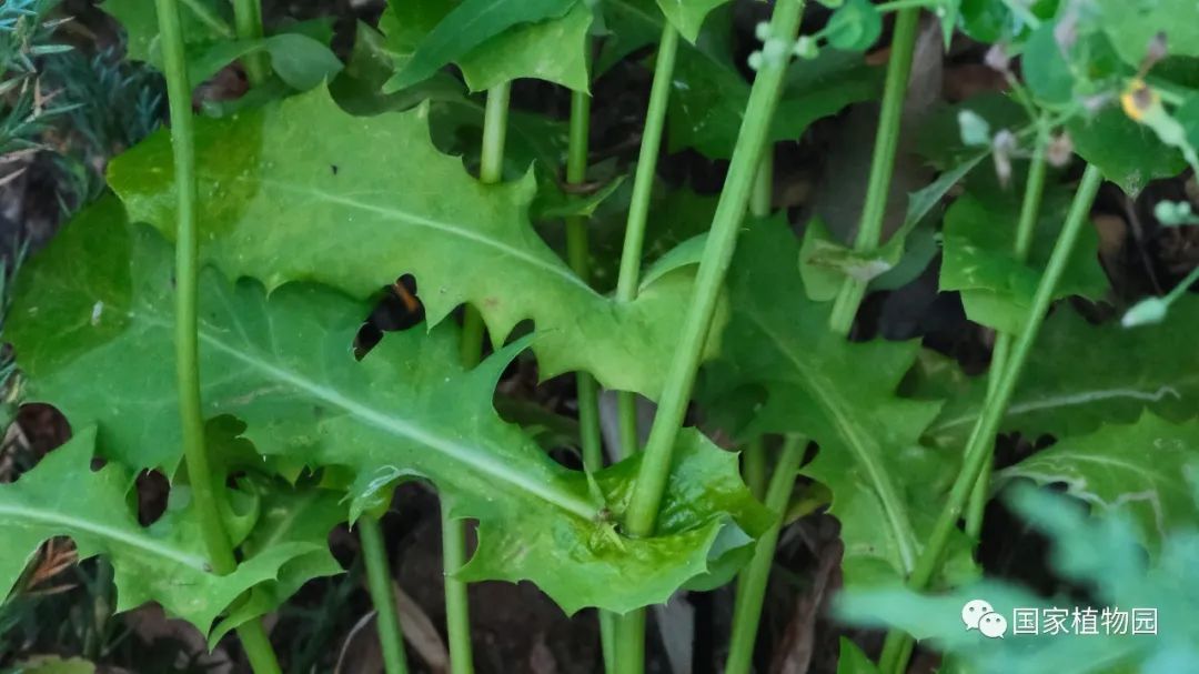 有些陌生,但如果叫它抱茎小苦荬或抱茎苦荬菜是不是就感觉熟悉多了?
