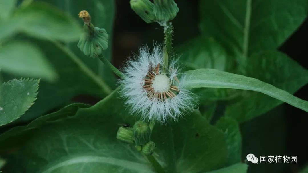 发现国家植物园之美夏日菊科植物野花篇
