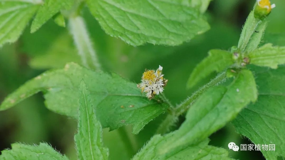 发现国家植物园之美夏日菊科植物野花篇