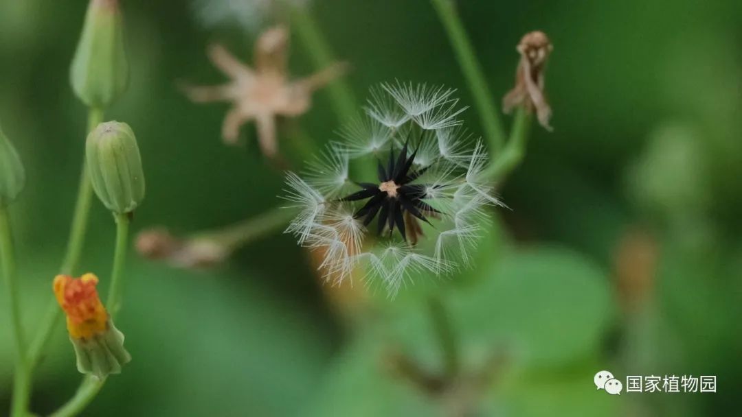 发现国家植物园之美夏日菊科植物野花篇