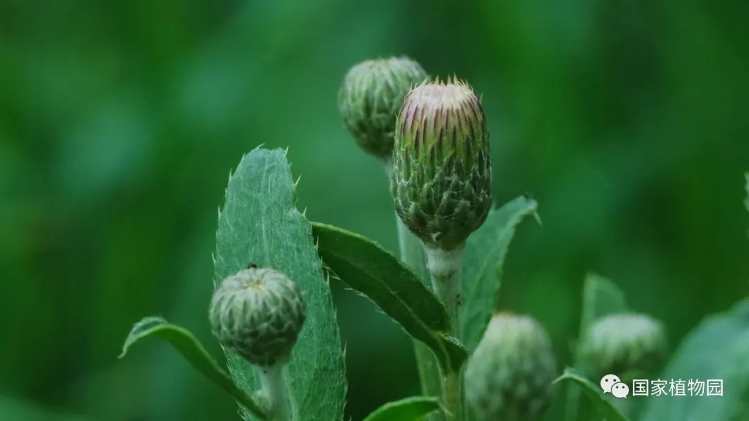 发现国家植物园之美夏日菊科植物野花篇