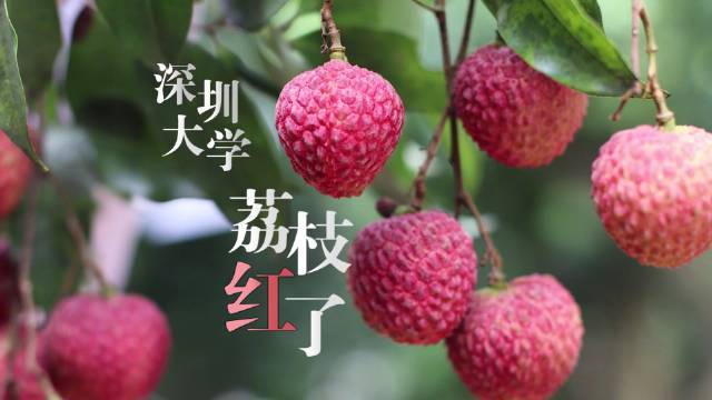 糯米糍桂味登场深圳大学的荔枝红了