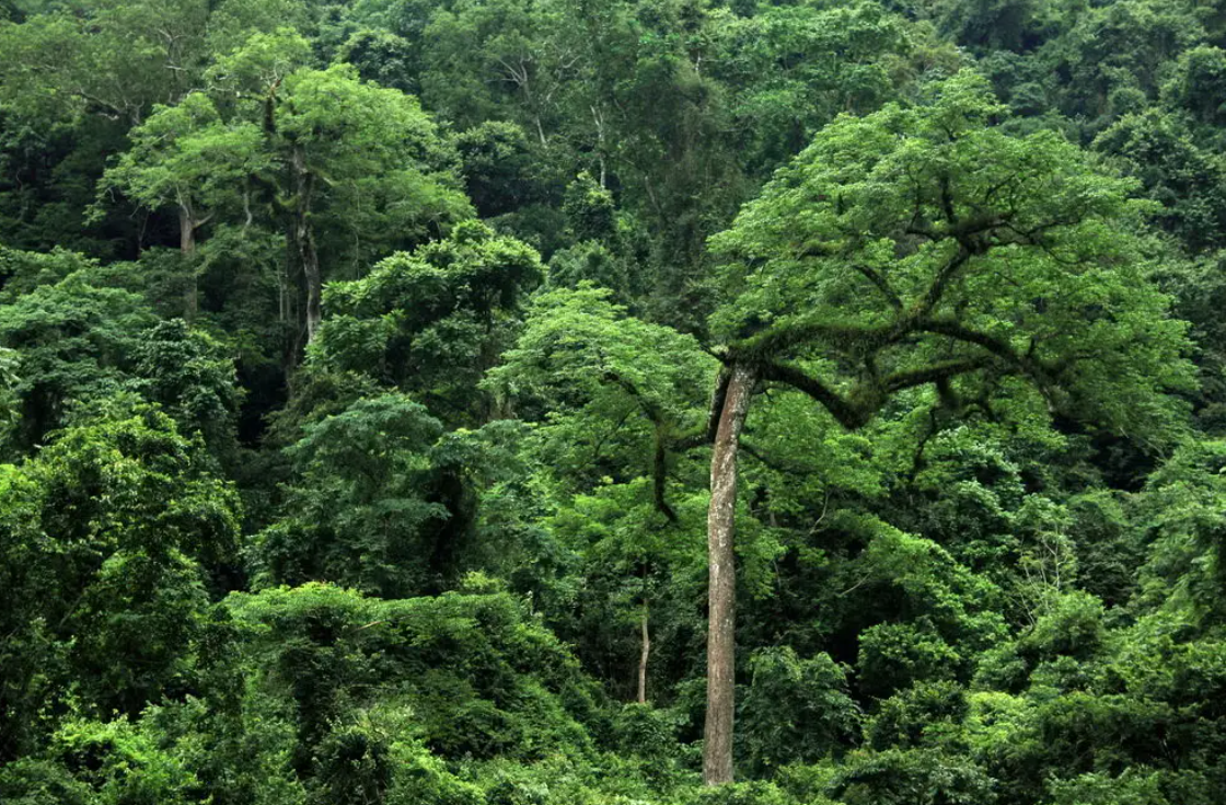 3人扛美国佛州有史以来最大缅甸蟒被捕世界蛇王可能有多大