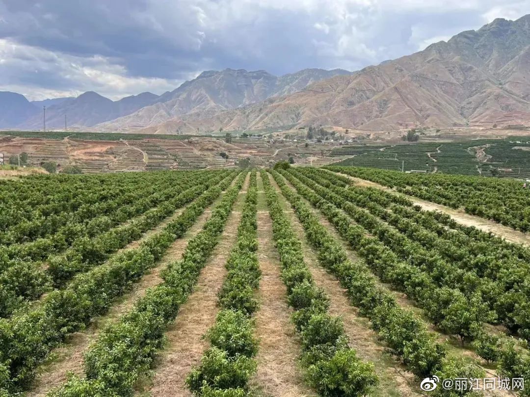 永胜县涛源镇引进香水柠檬,打造生态产业新亮点|永胜县|柠檬|香水