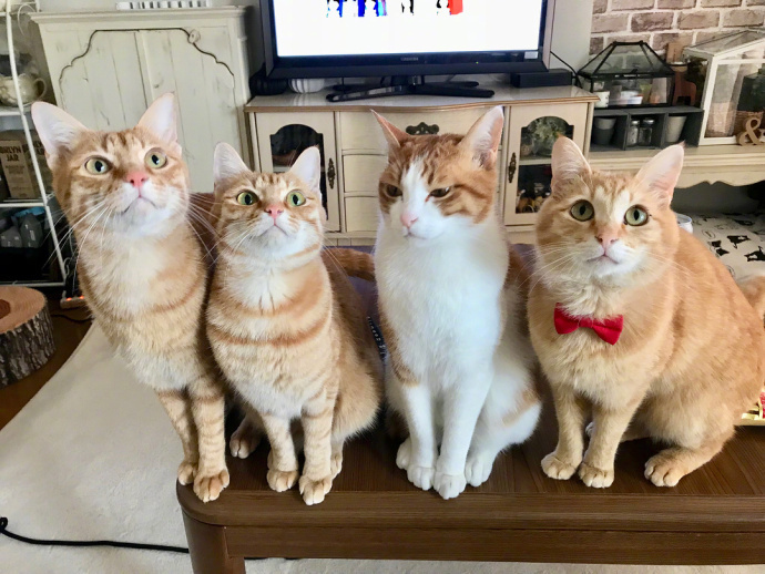 来自橘猫团的拷问鱼干肉条罐罐安排了吗