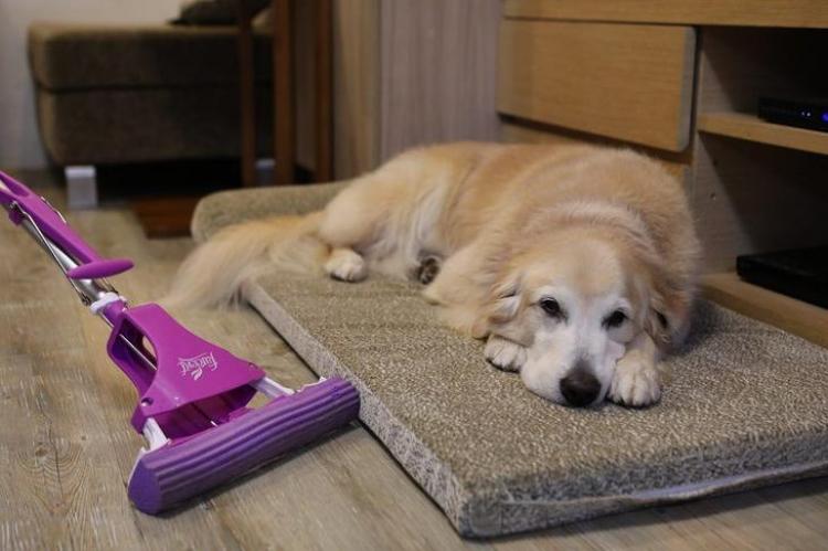 狗狗身上白毛越来越多？可能不是老了，或是缺2种营养素休闲区蓝鸢梦想 - Www.slyday.coM