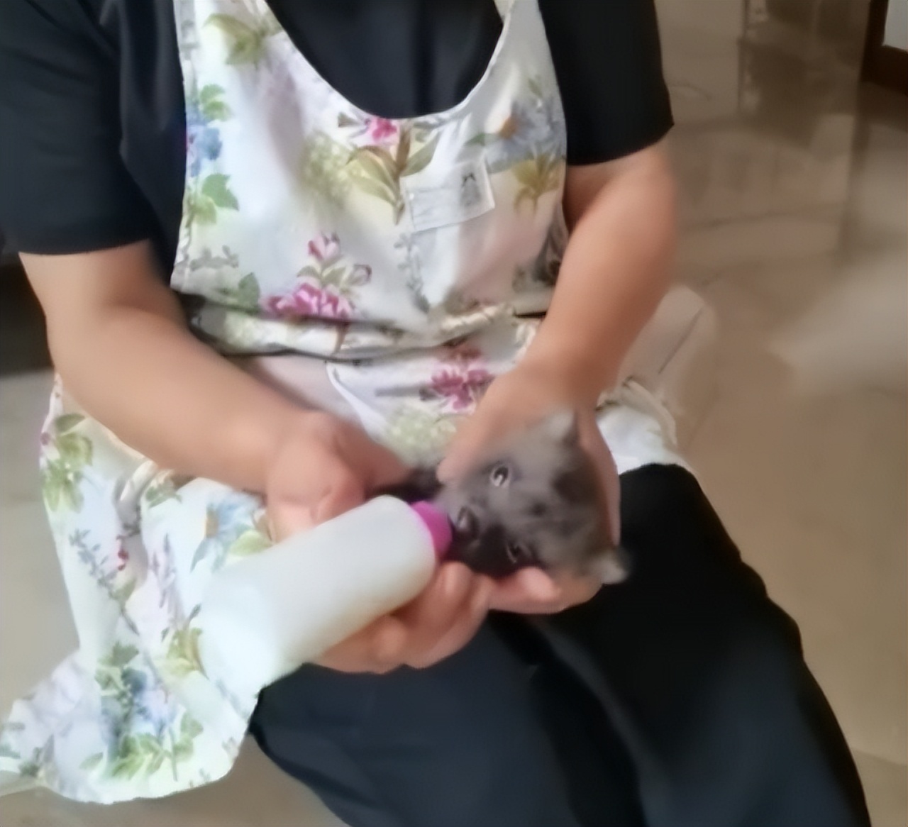 女子捡了只狗，养大后竟是保护动物貉，最古老且唯一冬眠的犬科？休闲区蓝鸢梦想 - Www.slyday.coM