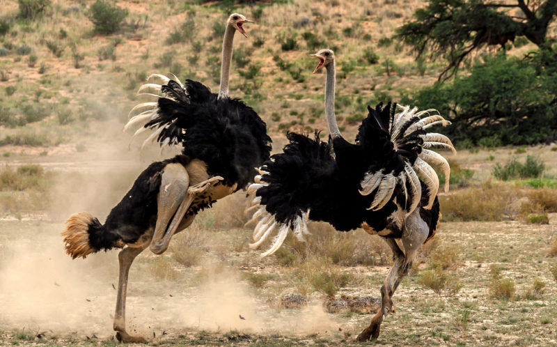 午睡做了噩梦梦到被鸵鸟踢了一脚图是网图