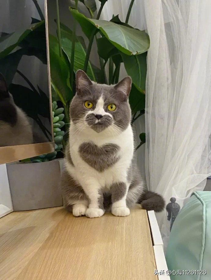 简直就是超级无敌满是爱心的猫