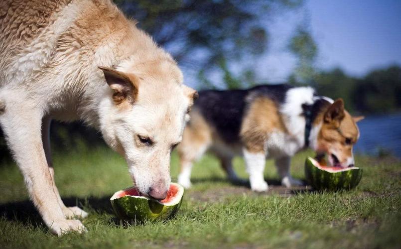狗狗身上白毛越来越多？可能不是老了，或是缺2种营养素休闲区蓝鸢梦想 - Www.slyday.coM