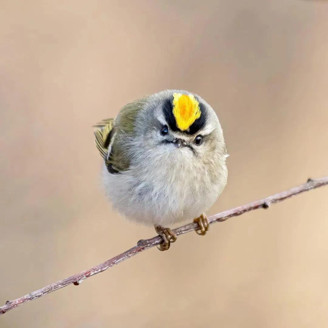 分享萌萌鸟态美图__财经头条