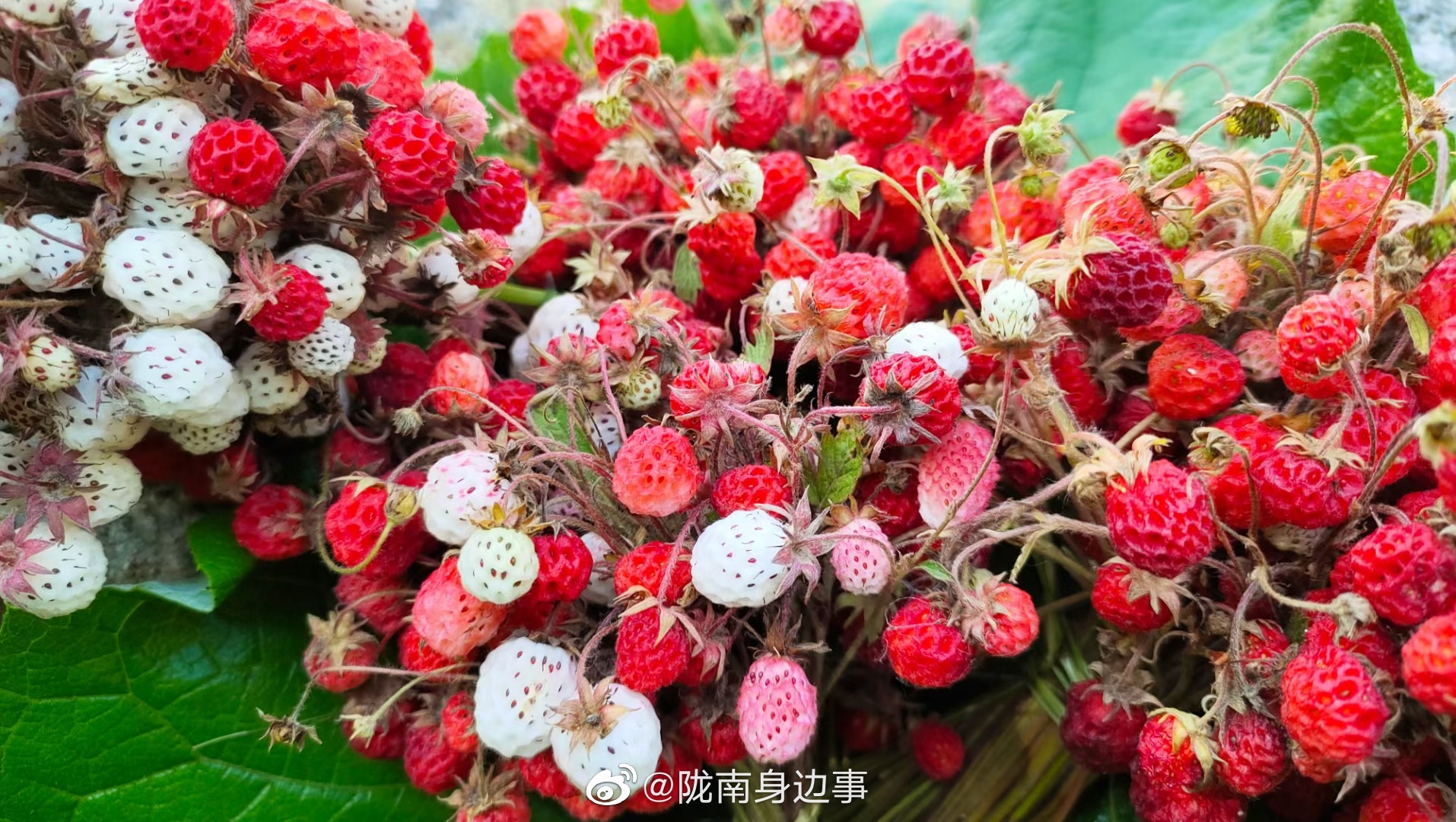 秀一波家乡的野草莓会不会有人流口水呢