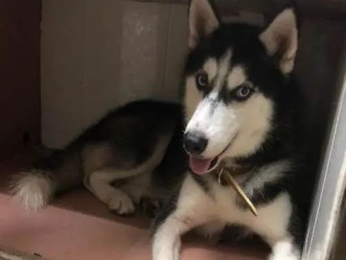 一口气养17只哈士奇铲屎官也很勇敢了这场面谁能hold住