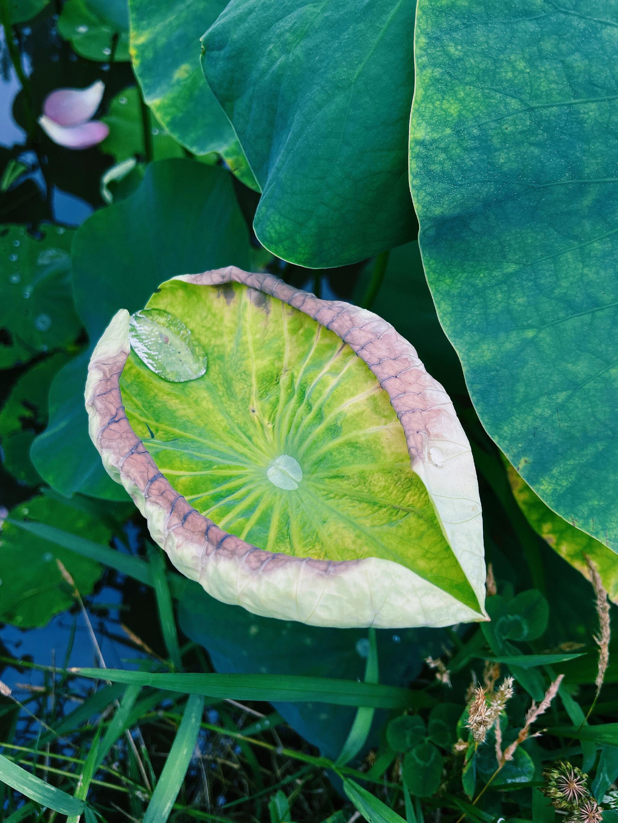 荷叶连连似层层绿浪广元湿地公园的荷花飘香美不胜收