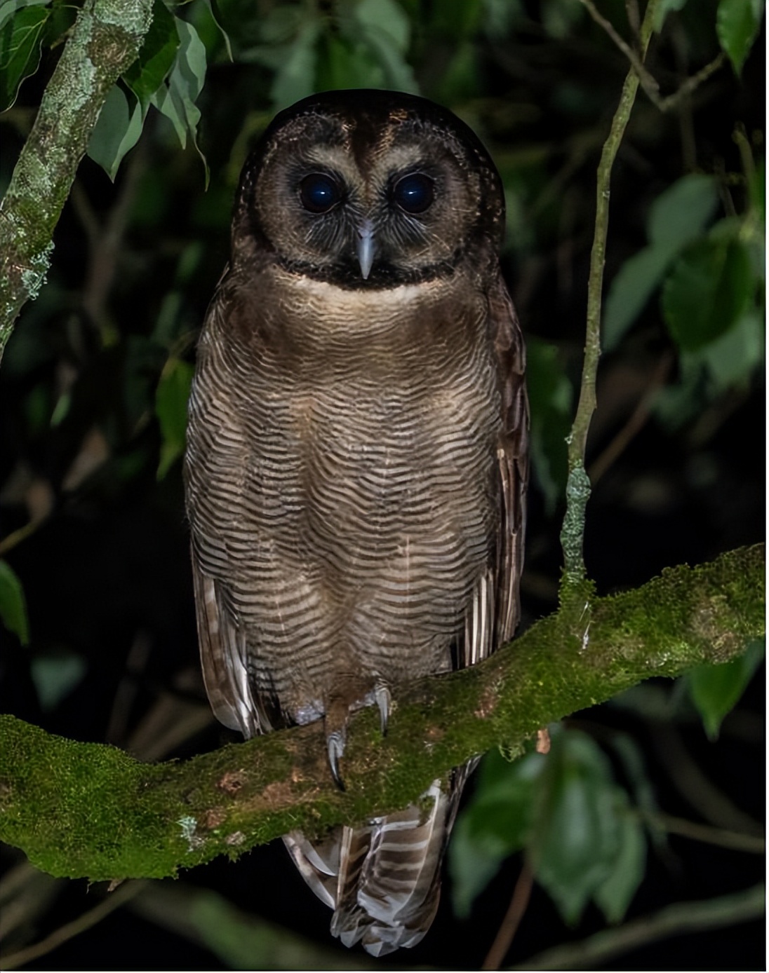 救助大鸟何家乡又现国家二级保护动物这次是褐林鸮