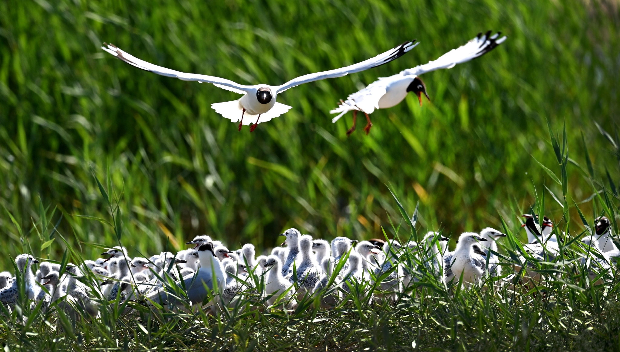 陕北红碱淖遗鸥繁育乐园