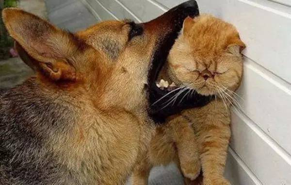 为什么掐住猫的后脖颈它就仿佛被点穴了