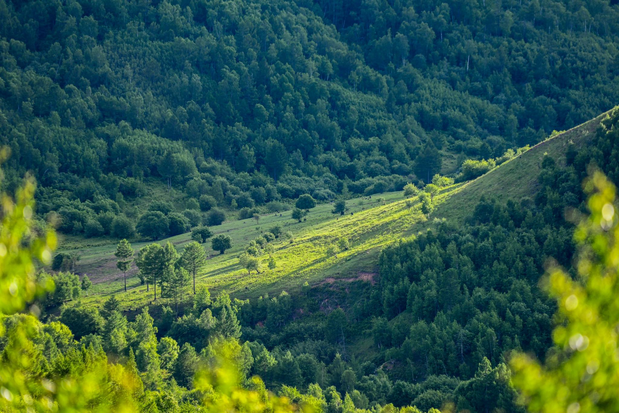 内蒙古兴安盟:夏日青山入画来|内蒙古|阿尔山市|兴安盟_新浪新闻