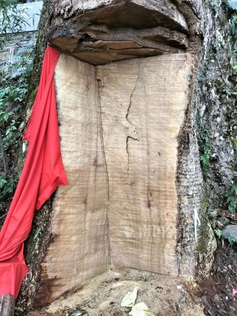 2800年的楠木王树干被偷挖一大块3名销赃者在广西落网