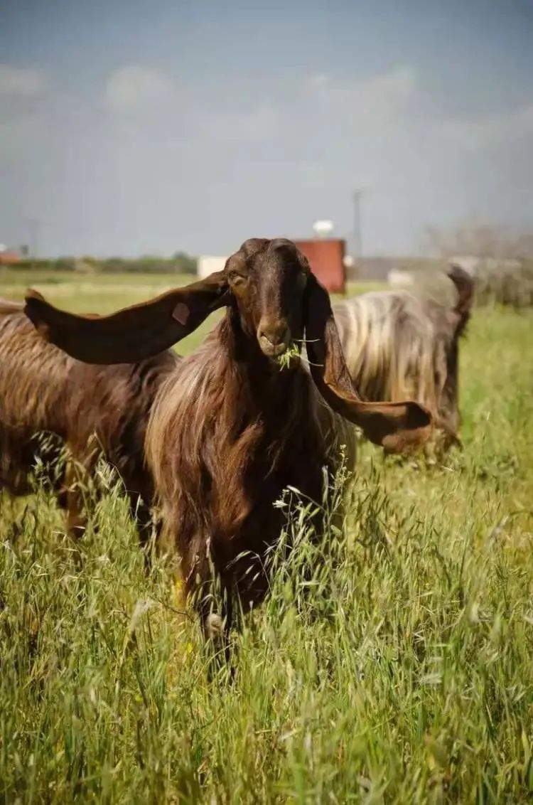 巴基斯坦网红羊耳长48厘米跑起来像小飞象