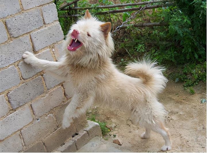 中国最猛的猎犬竟然是一只贵州的土狗？|犬|猎犬|野猪_新浪新闻