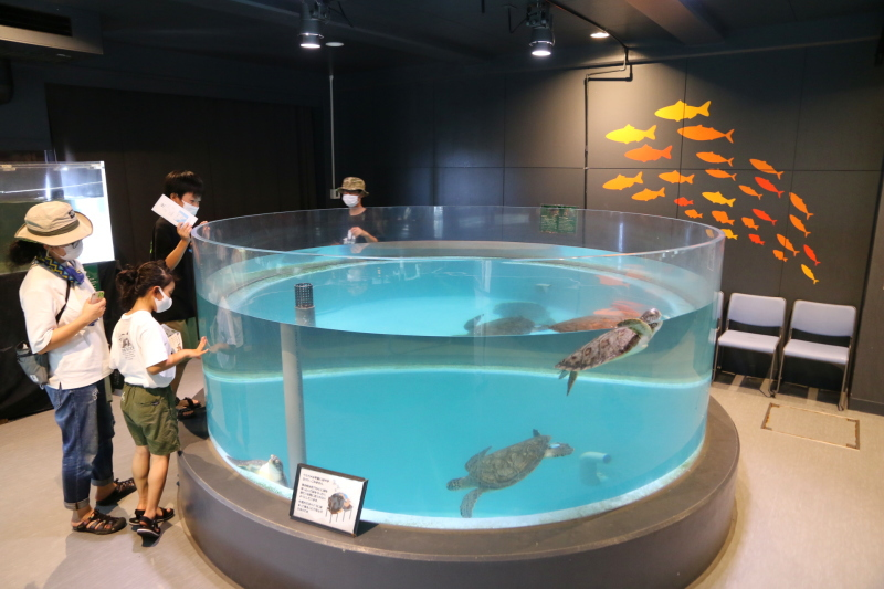 目前,水族馆里的各种展示动物约有50多种,一千多条受伤或者被误打上来