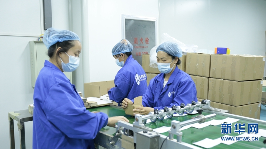 河南宛城艾草加工生产忙