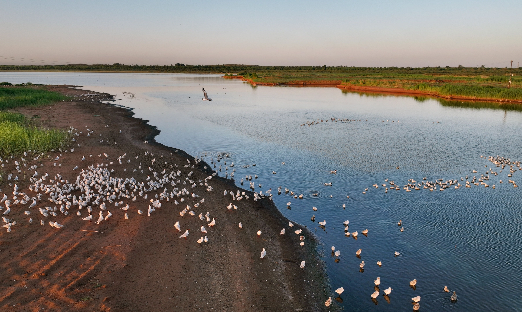 陕北红碱淖遗鸥繁育乐园