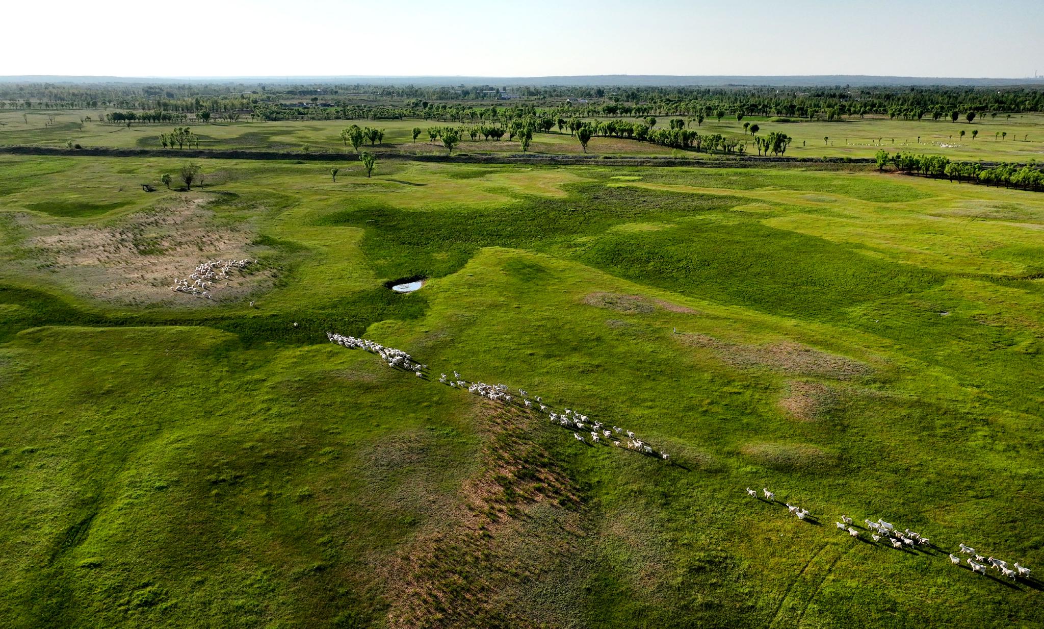 陕西神木:荒漠之地蜕变美丽草原|大草原|草原|陕西省_新浪新闻