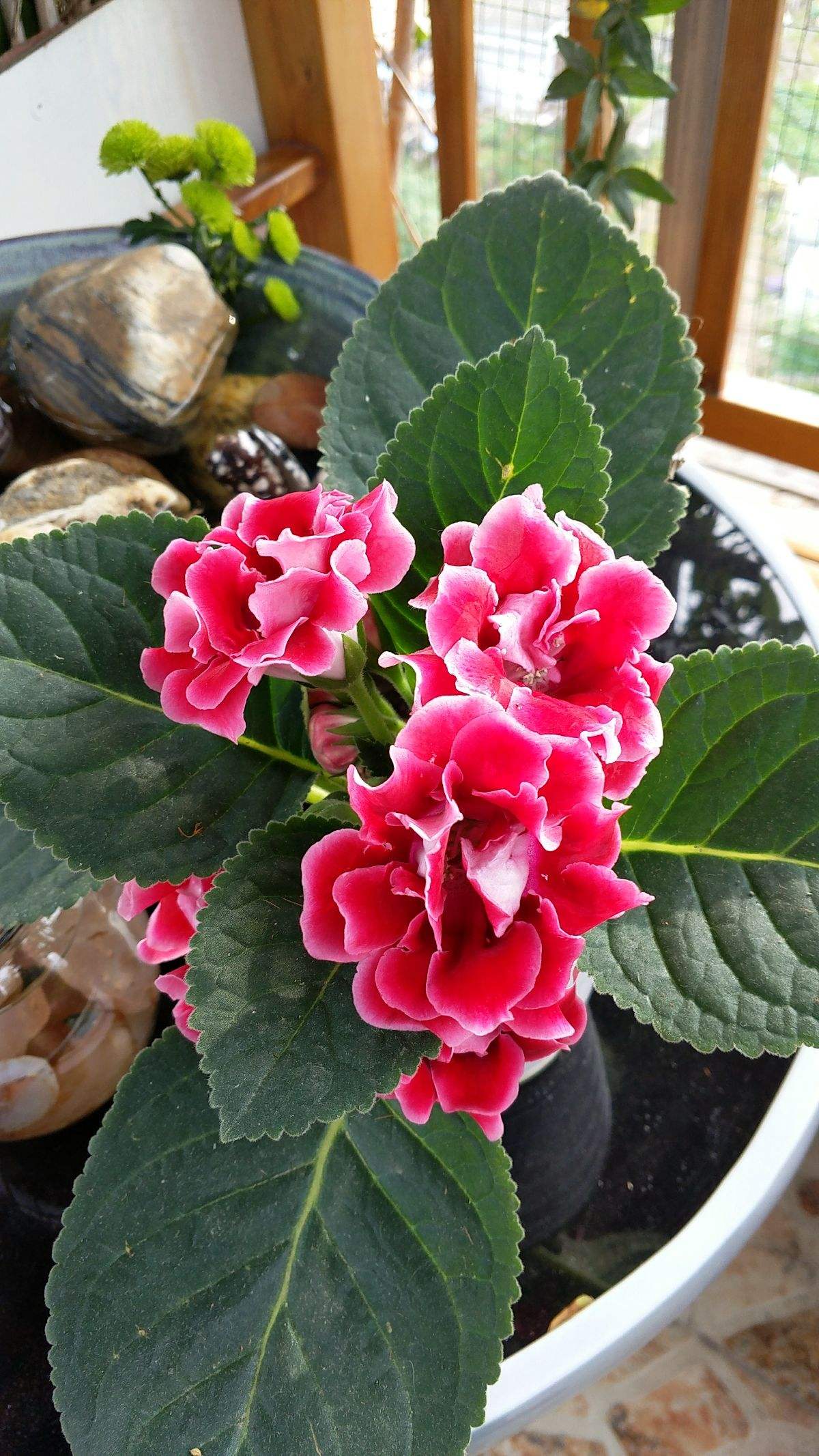 9种喜阴花有点散光就能长家里养一盆放在哪里都好看