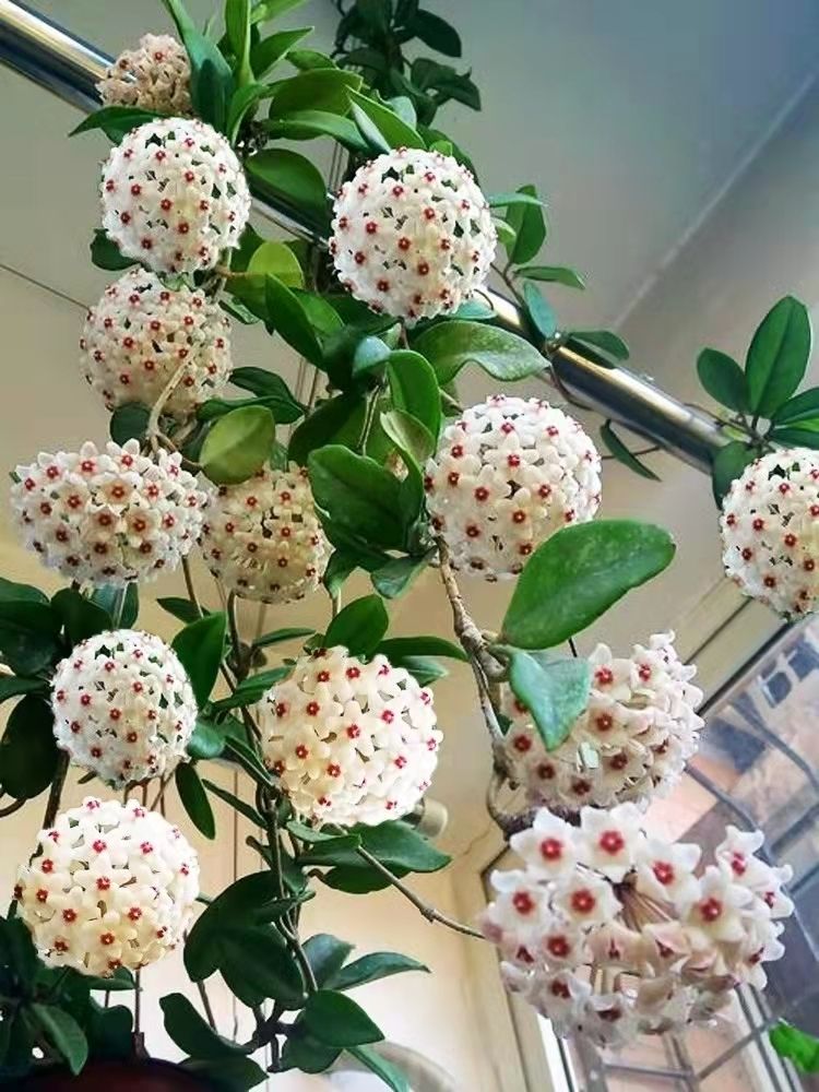 9种喜阴花有点散光就能长家里养一盆放在哪里都好看