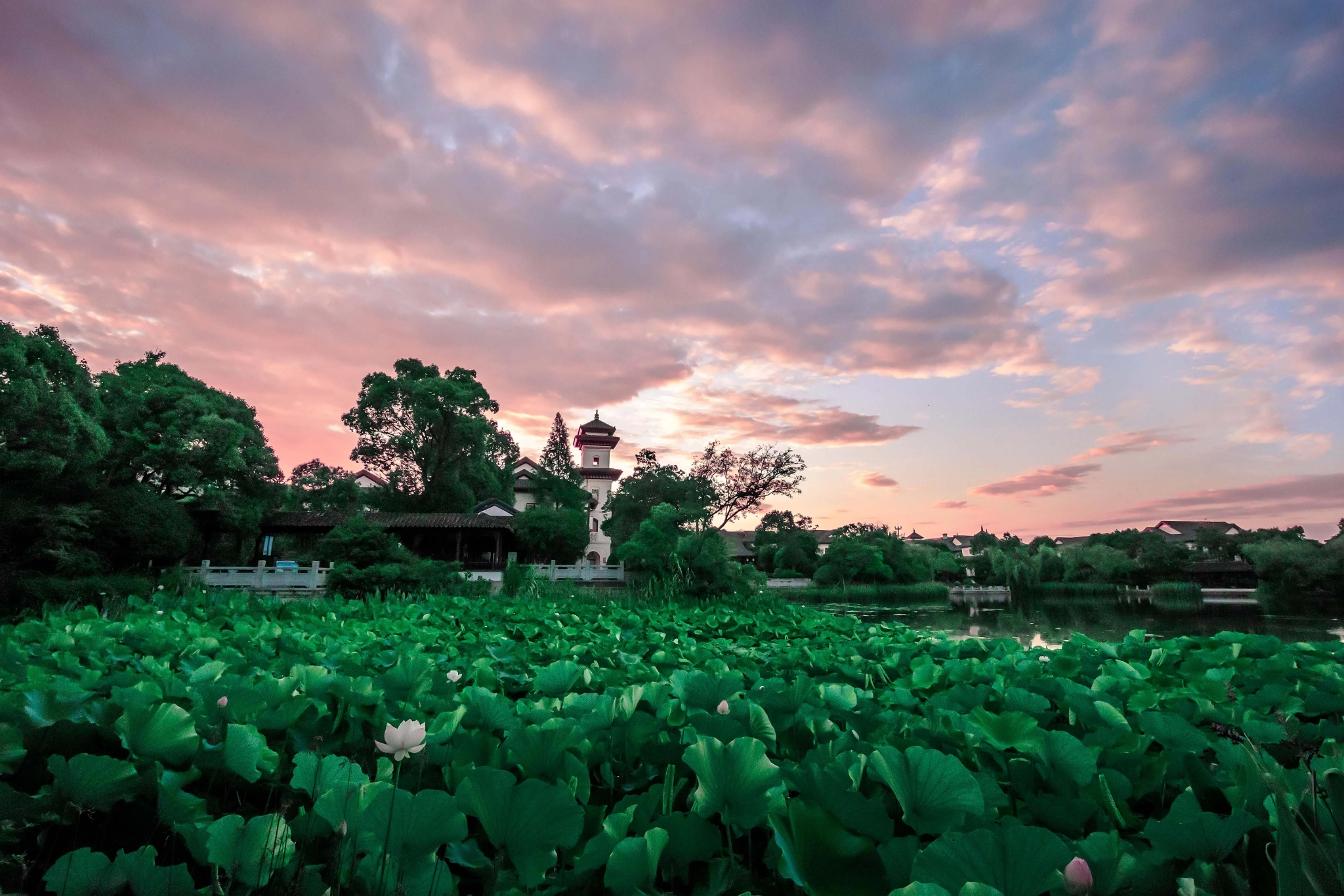 晒晒雅园好风光