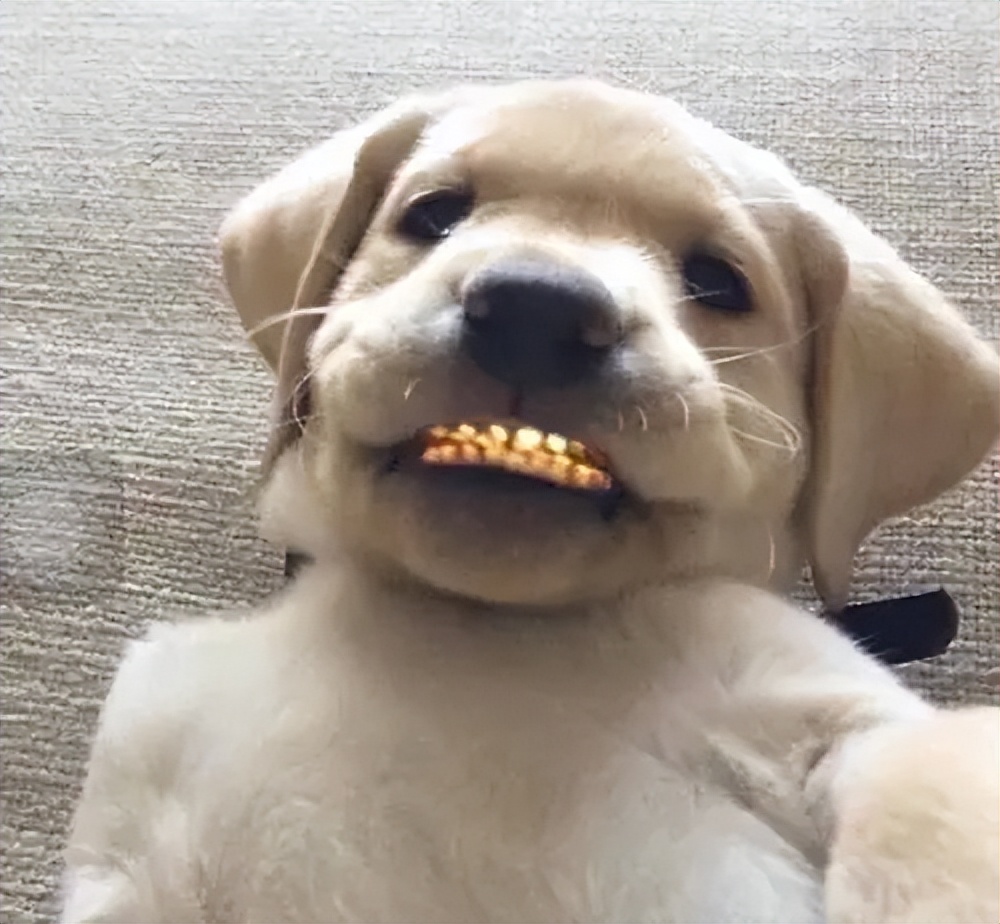 狗狗一生的心愿有7个,你能做到吗?网友:简单休闲区蓝鸢梦想 - Www.slyday.coM 狗狗一生的心愿有7个,你能做到吗?网友:简单休闲区蓝鸢梦想 - Www.slyday.coM