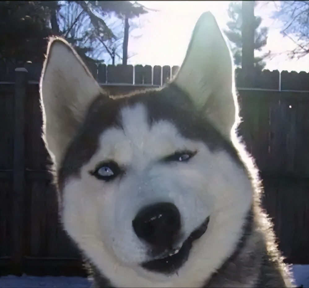 狗狗一生的心愿有7个,你能做到吗?网友:简单休闲区蓝鸢梦想 - Www.slyday.coM 狗狗一生的心愿有7个,你能做到吗?网友:简单休闲区蓝鸢梦想 - Www.slyday.coM